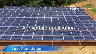 Agrivoltaic solar farm in Japan