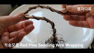 적송모종 분재과정Red pine seedling bonsai process