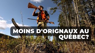 Réduction des cheptels d'orignaux et effets de la surchasse - Unis TV