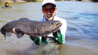 Pesca de Tarariras Tornasol en el rio Yi, Uruguay