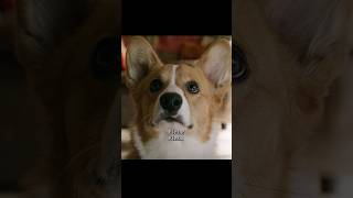 Dogs always know what girls are thinking.#viralvideo #movie