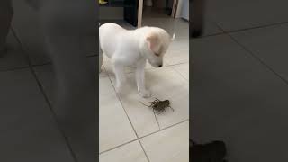 Щенок и Рак / Puppy and Crawfish #shorts #dog #crawfish #funny