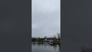 A flock of thrushes in November sky over Ostankino pond in Moscow