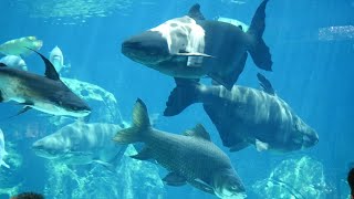 Big Fishes Swimming in Aquarium | Mekong Giant Catfish Video with giant barb