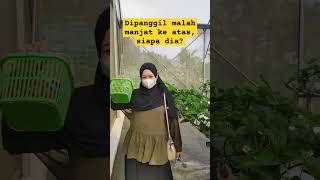 Dipanggil malah manjat ke atas, siapa dia? #tebaktebakan #viral #dlaspurbalingga #kebunstrawberry