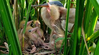 Baby Birds Trying To Beg For Food From Mother