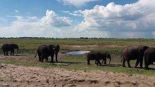 Game drive in Chobe National park.. #KasaneVibes.. Botswana Elephants