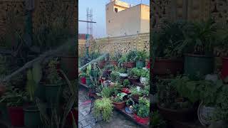 Plants care #plantslover#plants #gardening #shortvideo #shorts #funny #song