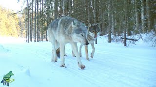 Flirtatious wolves in northern Minnesota