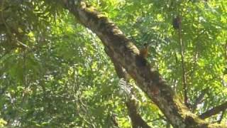 Common Flameback WoodPecker