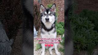 Thank you for 1,000 Subscribers!😊🫶 #cute #alaskanmalamute #dog #shorts #youtubeshorts #funnyvideo