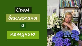 Сеем баклажаны и петунию