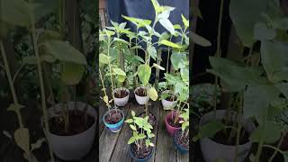 sunflower project success #awesome #flowers #treelife #satisfying