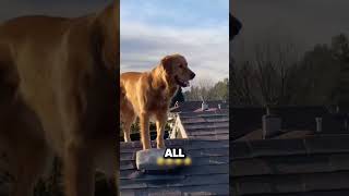 He saw his dogs doing something crazy from a recording