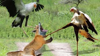 These Animals Messed With The Wrong Bird