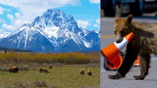 Grizzly 399 and 4 cubs eating and... Extended | Yellowstone in 4K | Inspire Wild Media