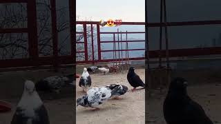 🦅🤟#pigeon #attitude #kabutar #youtubeshorts #shorts