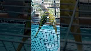 Love Birds Kissing in a Cage #shortsvideo #love #birds #kiss #shorts