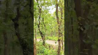 Bhawal forest view from a train window #bangladesh #travel #forests #nature #tree #environment #yt