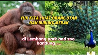 YUK KITA LIHAT ORANG UTAN DAN BURUNG MERAK YANG SUPER CANTIK DI KEBUN BINATANG LEMBANG PARK AND ZOO