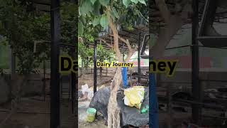 #dairyfarm #viralvideo #cow #shorts #shortvideo #phddairywala #journey