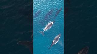 HUNDREDS OF WHALES - Stradbroke Island #jrcadventures #adventure #whale