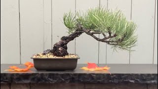 Japanese Maples, Fall Colors & Bonsai - 2020 - Part 1