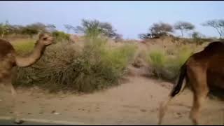 camel in tharparkar #camel #viralvideo #viral #camel #camelculture