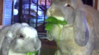 Bunnies v grape leaves