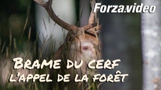 Brame du Cerf