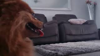 cute dog watches tv