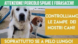 Attenzione alle spighe oltre che ai forasacchi, controllate spesso i cani a pelo lungo