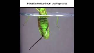 Praying Mantis squirts a Parasite Live in Water #respect #power #insect #animal #fyp #tiktok #short