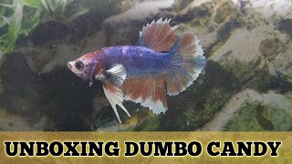 DUMBO CANDY BETTA | UNBOXING | EXOTIC VERITY | TRICHY AQUATICS