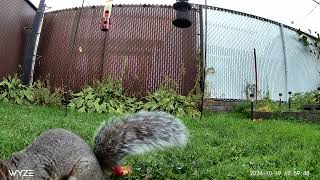 Hungry squirrel 5