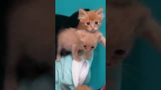 cute kittens 😍😍😍