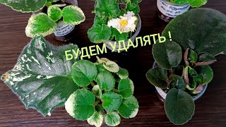 МОЙ МЕТОД ОТСАДКИ ДЕТОК ОТ ЛИСТА !  Корни - - -