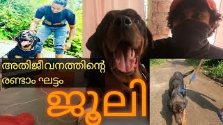 Julie | rottweiler | second stage of Survival | അതിജീവനത്തിന്റെ രണ്ടാം ഘട്ടം | ജൂലി