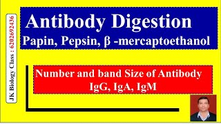 Antibody Digestion of IgG, IgA, IgM: Papin, Pepsin or β- mercaptoethanol