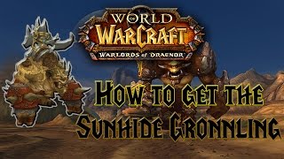 World of Warcraft - How to get the Sunhide Gronnling - Mount guide!