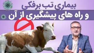 بیماری تب برفکی و راه های پیشگیری از آن Foot and mouth disease and methods of preventing it.