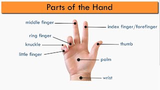 Hand Vocabulary - Parts of the Hand - Collocations with Hand