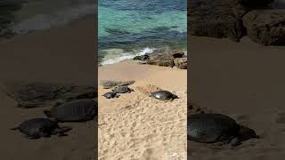 Turtles beach on Maui. Hawaii beaches. #shorts #shortvideo #turtles