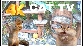 Cat TV Dog TV 4k Chipmunks , Squirrels and Birds #cattv #squirrel