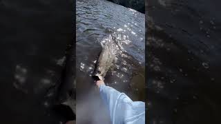 Releasing A Beautiful River Tarpon!