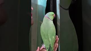 Parrot mitthu mom love#talkingparrot #parrotspeak #parrotlover #parrottraining