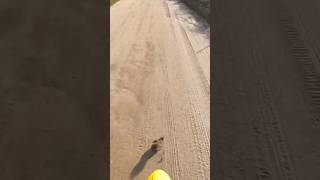 Squirrel narrowly avoids death by DRZ motorcycle #roadkill #squirrel #wild