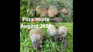 Pilze Mitte August 2020