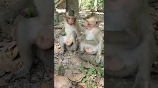 Feeding babies monkey in Amber troop - ML043