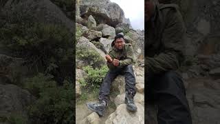 Most amazing herb enroute to Gaumukh Trek #gaumukh #gangotri #viral #uttarakhand #shorts #short